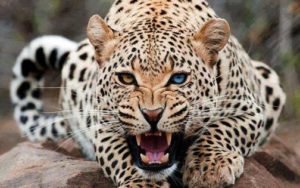 leopardo agresivo